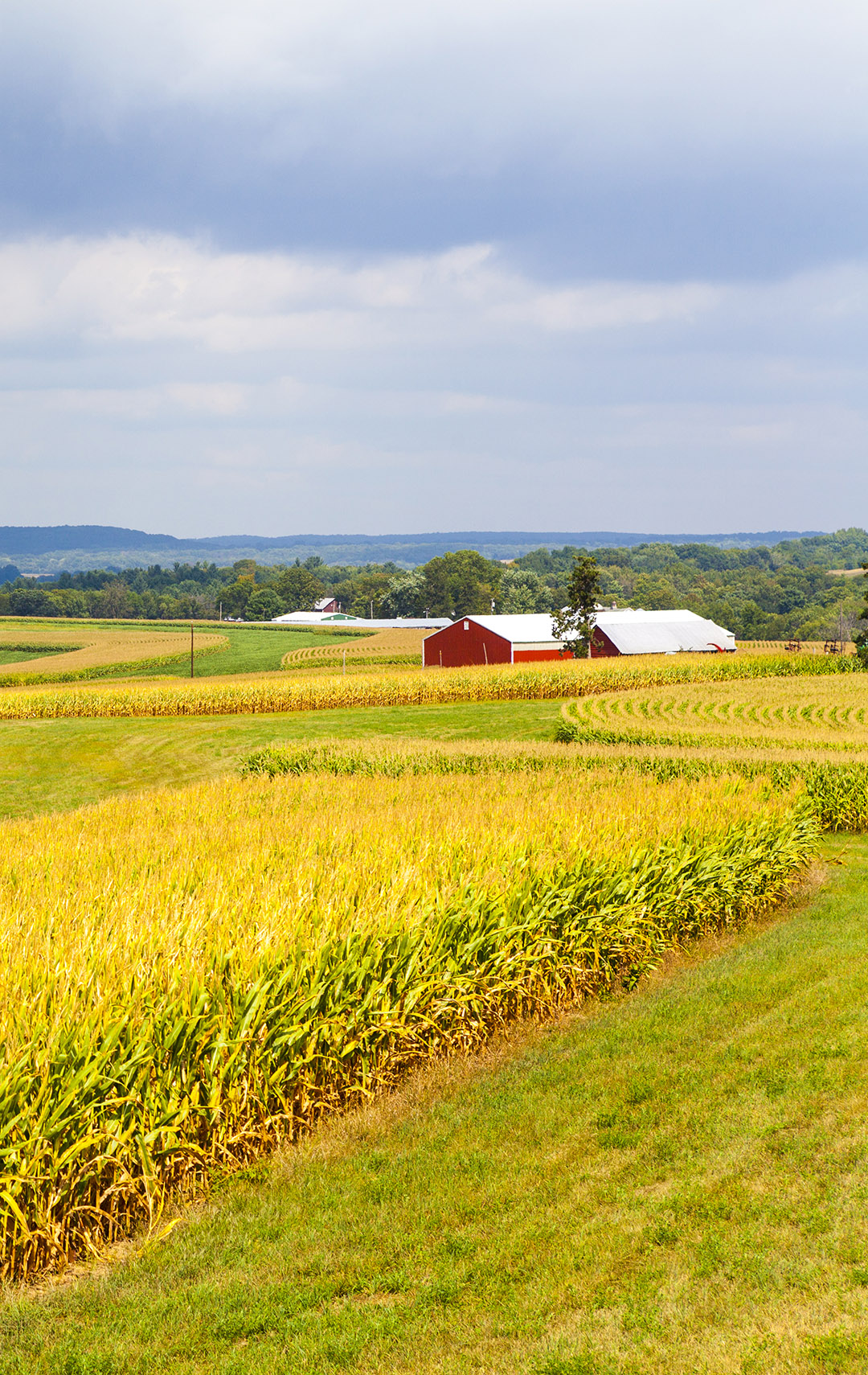 Agricultural Consulting — AGfarms Insight